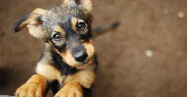 Summer Puppy Care: Preventing Heatstroke